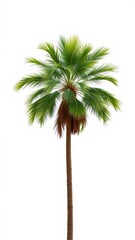 Fototapeta premium Tall and slender palm tree with lush green fronds standing out against a plain white background, tropical, foliage