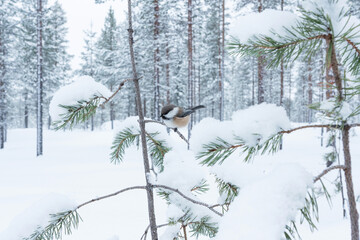 Siberian tit perched on a  small Pine, in the middle of branches during a cold winter day near Kuusamo, Northern Finland