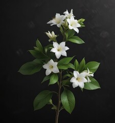 White jasmine bloom with fresh green leaves contrasting on black background, Beauty in Simplicity, Organic, Summer Breeze, Refreshing
