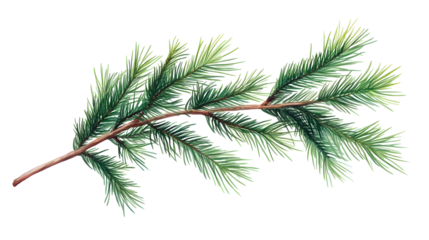 pine branches , hand-drawn style, decorative botanical illustration for design, Christmas plants on transparent, png