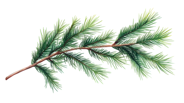 pine branches , hand-drawn style, decorative botanical illustration for design, Christmas plants on transparent, png