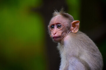 portrait of a macaque