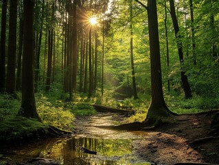 Obraz premium Sunlit forest stream, lush green canopy.