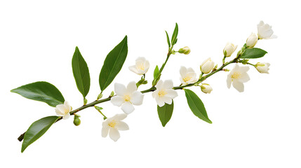 Fototapeta premium Beautiful twig of Jasmine (Philadelphus) buds and leaves isolated on white or transparent background