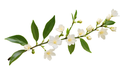 Beautiful twig of Jasmine (Philadelphus) buds and leaves isolated on white or transparent background