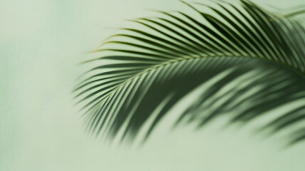 Obraz premium Palm leaf shadow on a green wall background. Olive color stylish flat lay with trendy shadow and sun light.