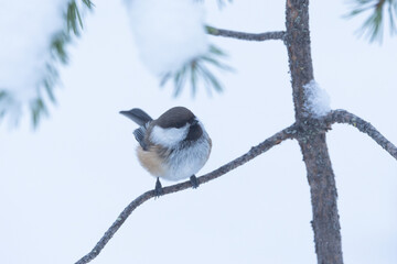 Close-up of a brownish Siberian tit perched on a Pine during a cold winter day near Kuusamo, Northern Finland
