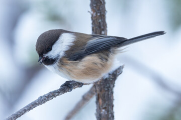 Brownish Siberian tit perched on a Pine and chirping during a cold winter day near Kuusamo, Northern Finland