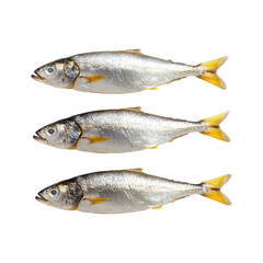 Fototapeta premium Fresh Fish Isolated on a Transparent Background