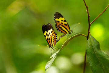 Obraz premium Close up em duas borboletas se acasalando empoleiradas em uma folha.