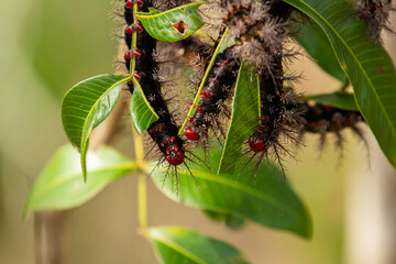 Várias lagartas peludas, penduradas em um galho de árvore se alimentando das folhas.