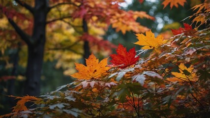 Vivid autumn scenery with colorful maple leaves