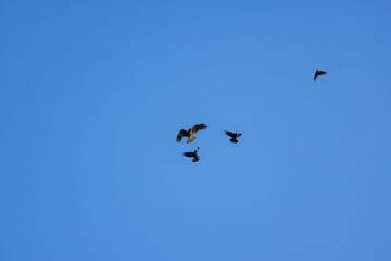 カラスのモビングを受ける鳶