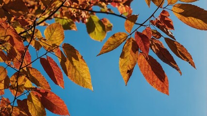 Vivid autumn leaves against a clear blue sky