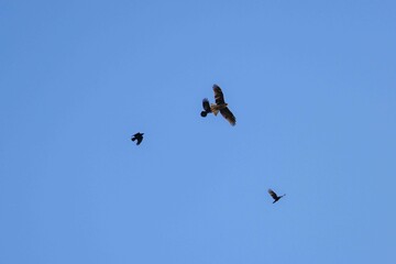 カラスのモビングを受ける鳶