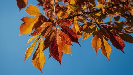 Vivid autumn leaves against a clear blue sky