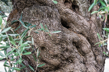 Stamm eines sehr alten Olivenbaums (Olea europaea)