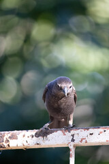 The cowbird is a passerine bird of the Icteridae family. The males of these animals have an apparently black coloration, but when exposed to the sun, they shine in a blue-violet tone, while the female