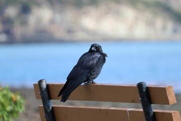 An image of a Common Raven perched on a bench at Fundy National Park.