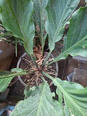 leaves in the garden