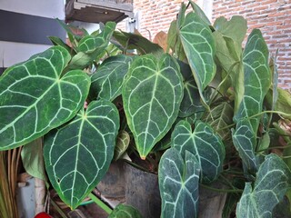 ornamental leaf plants