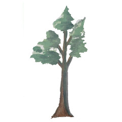 Tree watercolor illustration isolated transparent background