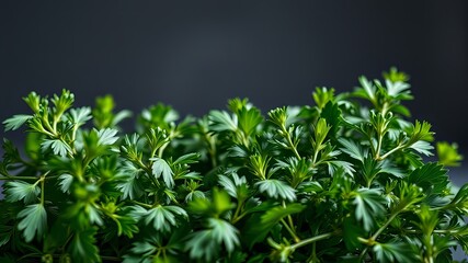 Fototapeta premium Fresh Herbs, Gourmet, Garden, Culinary, Photography, Still Life, Close-up, High-Quality, Vibrant, Healthy, Delicious, 