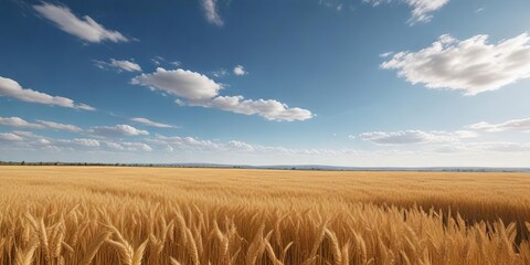 A picturesque golden wheat field stretches as far as the eye can see under a brilliant blue sky, rural landscapes, golden wheat fields