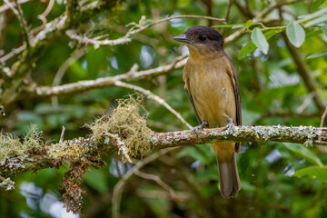 Crested becard (Pachyramphus validus)