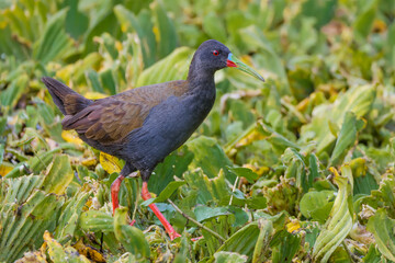 Plumbeous rail (Pardirallus sanguinolentus)