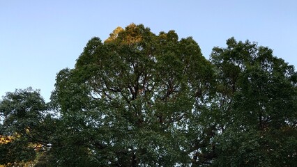 秋の空に映える松の木