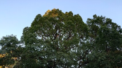 秋の空に映える松の木