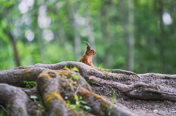 Playful Squirrel in Nature background wallpaper summer