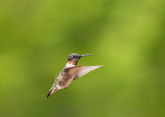 Ruby Throated Hummingbird, Archilochus colubris, in flight on green bokeh background room for copy text