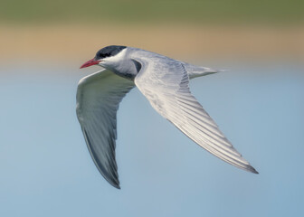 A wild whiskered tern (Chlidonias hybrida) in flight with blurred background