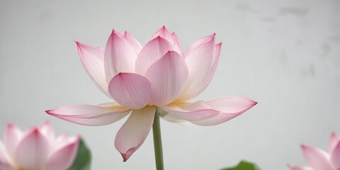 Delicate pink lotus flower against a soft white background, elegant, botanical, delicate