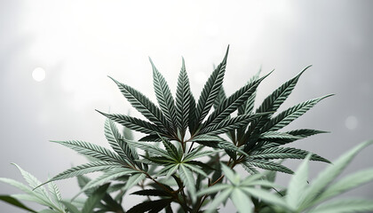 Cannabis leaves on a transparent background isolated with white highlights, png