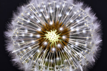 Obraz premium Close up of dandelions with seeds. Dandelion with white background and black dandelion. Close up of dandelion with a flower on a black background. Close up of a dandelion with white and lifestyle.