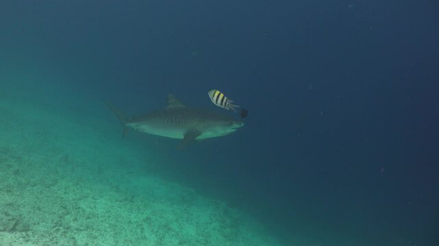 (Galeocerdo cuvier) A large, rotund tiger shark swims in the upper corner of the frame. After a few seconds, the camera tilts down, revealing a second large shark