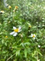 Daisy in the grass