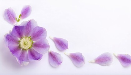 Closeup of Blooming Love In A Mist Flowers and Petals Isolated on White Background. Top View of Flower with Empty Space.