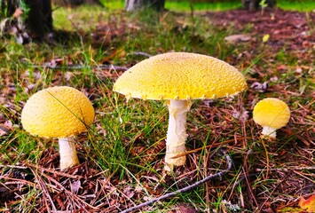 mushroom in the forest