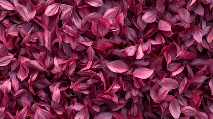 A close-up view of vibrant purple leaves creating a textured, natural background.
