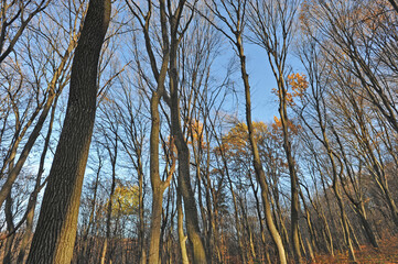 Trees in the autumn forest