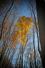 Trees in the autumn forest
