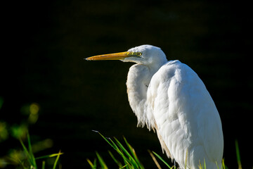 水辺のダイサギ