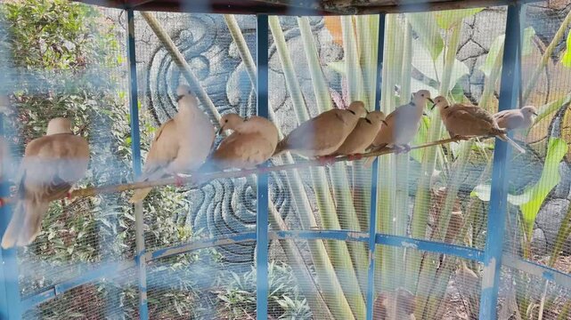 The turtle doves are gathering in the cage, the turtle doves are in a row