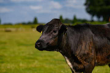 Brown cow. Cows on a meadow during sunny day. Black and white Dutch cow walking and eating grass on green meadow. Cow Farm with dairy cattle on field in countryside farm, Alp. Cow in a field.