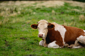 Brown grazing cow. Hereford cows at field. Countryside landscape and pasture for cows. Cow herd in the countryside. Cows on farmland. Cow face closeup. Grazing cow at green pasture.
