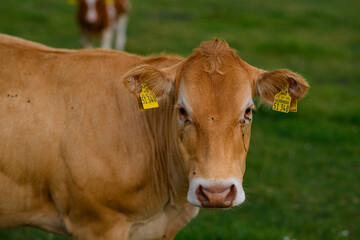Brown grazing cow. Hereford cows at field. Cow face closeup. Grazing cow at green pasture. Countryside landscape and pasture for cows. Cow herd in the countryside. Cows on farmland. Milk farm.